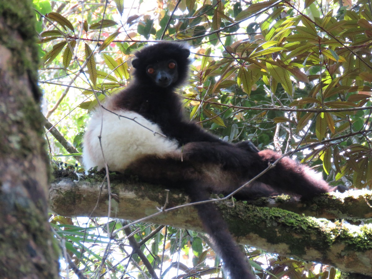 Black-and-white Ruffed Lemur - ML646084681