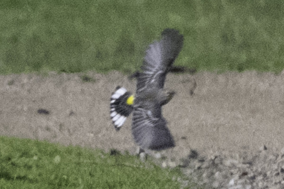 Yellow-rumped Warbler - ML646084690