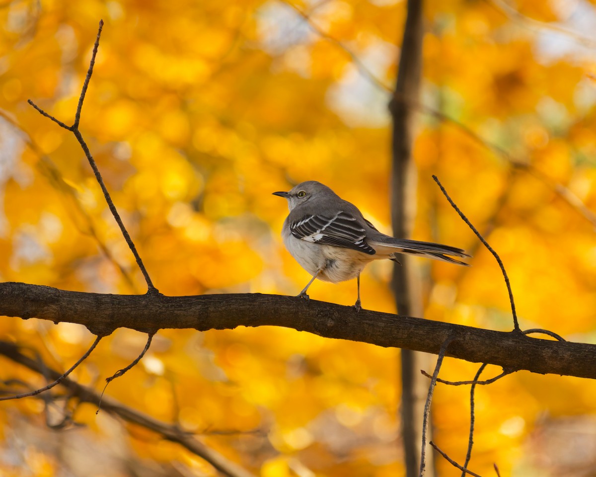 Northern Mockingbird - ML646084691