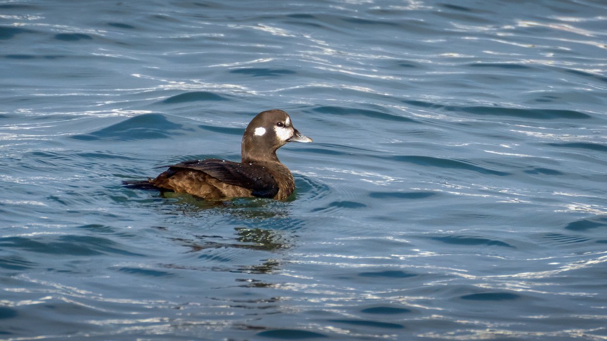 kačka strakatá - ML646084694