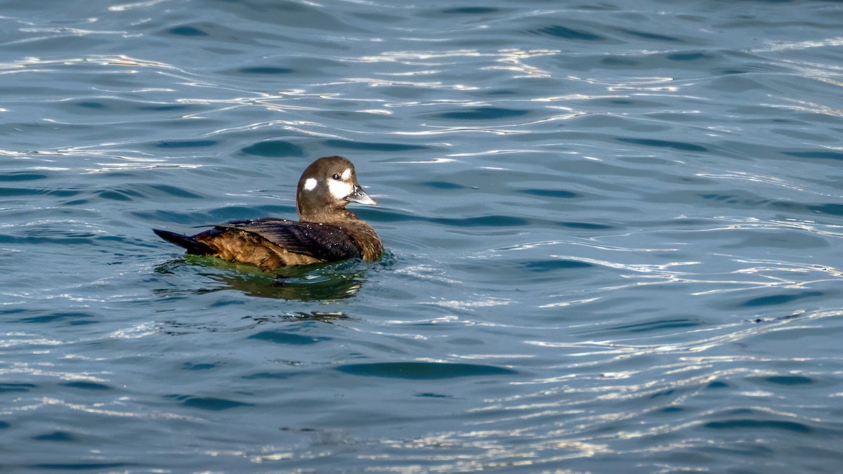 kačka strakatá - ML646084695