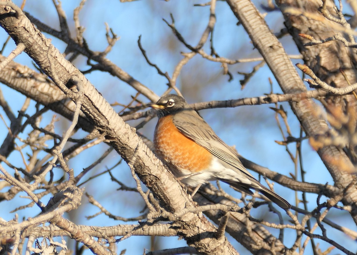 American Robin - ML646084696