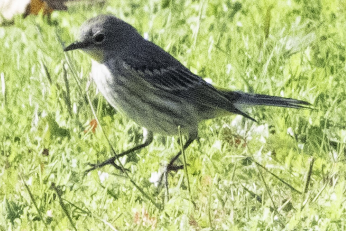 Yellow-rumped Warbler - ML646084701