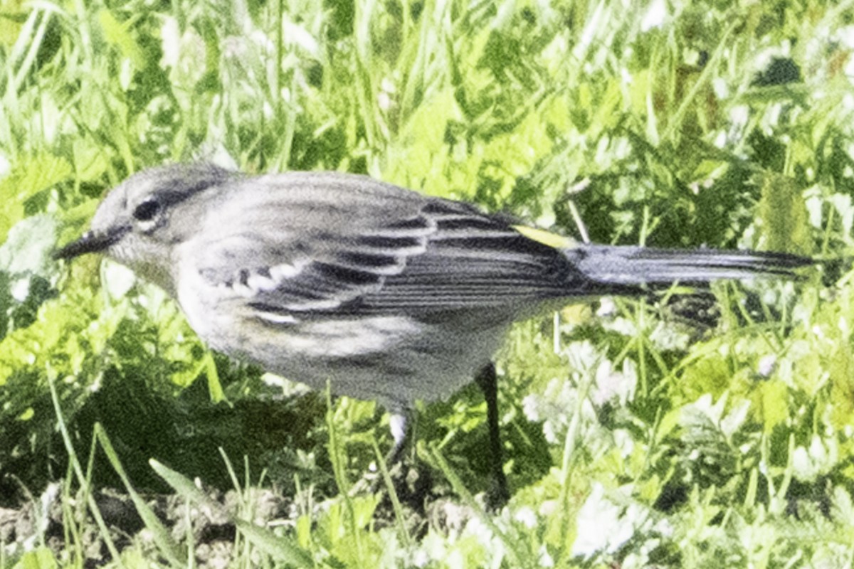 Yellow-rumped Warbler - ML646084706