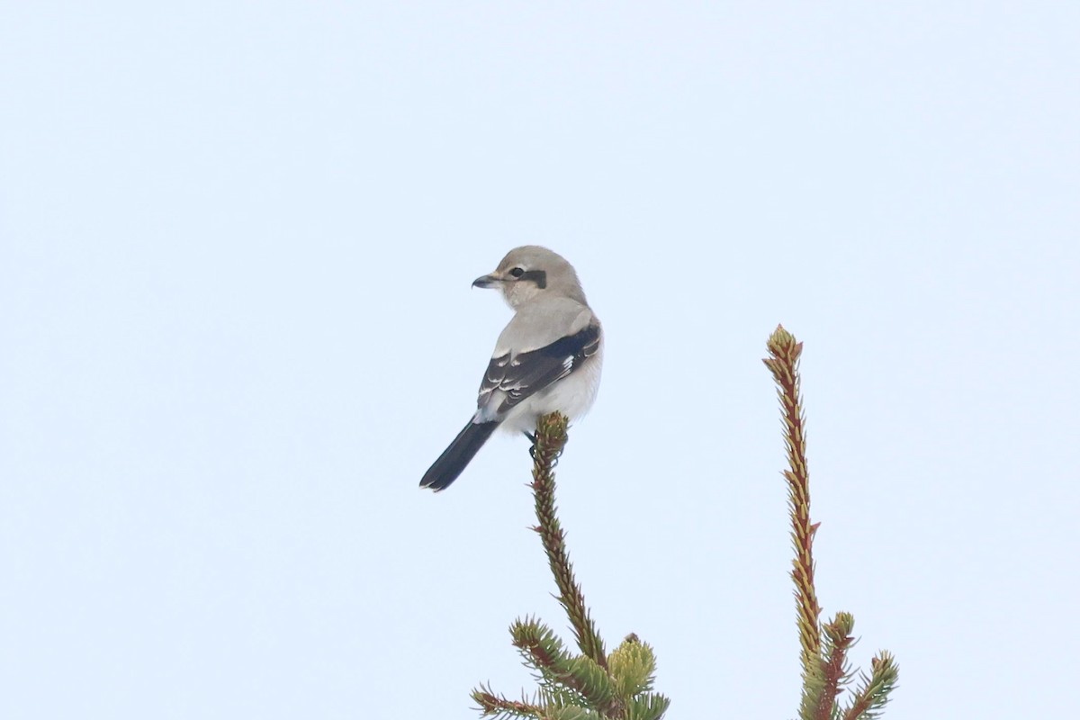 ťuhýk severní - ML646084707