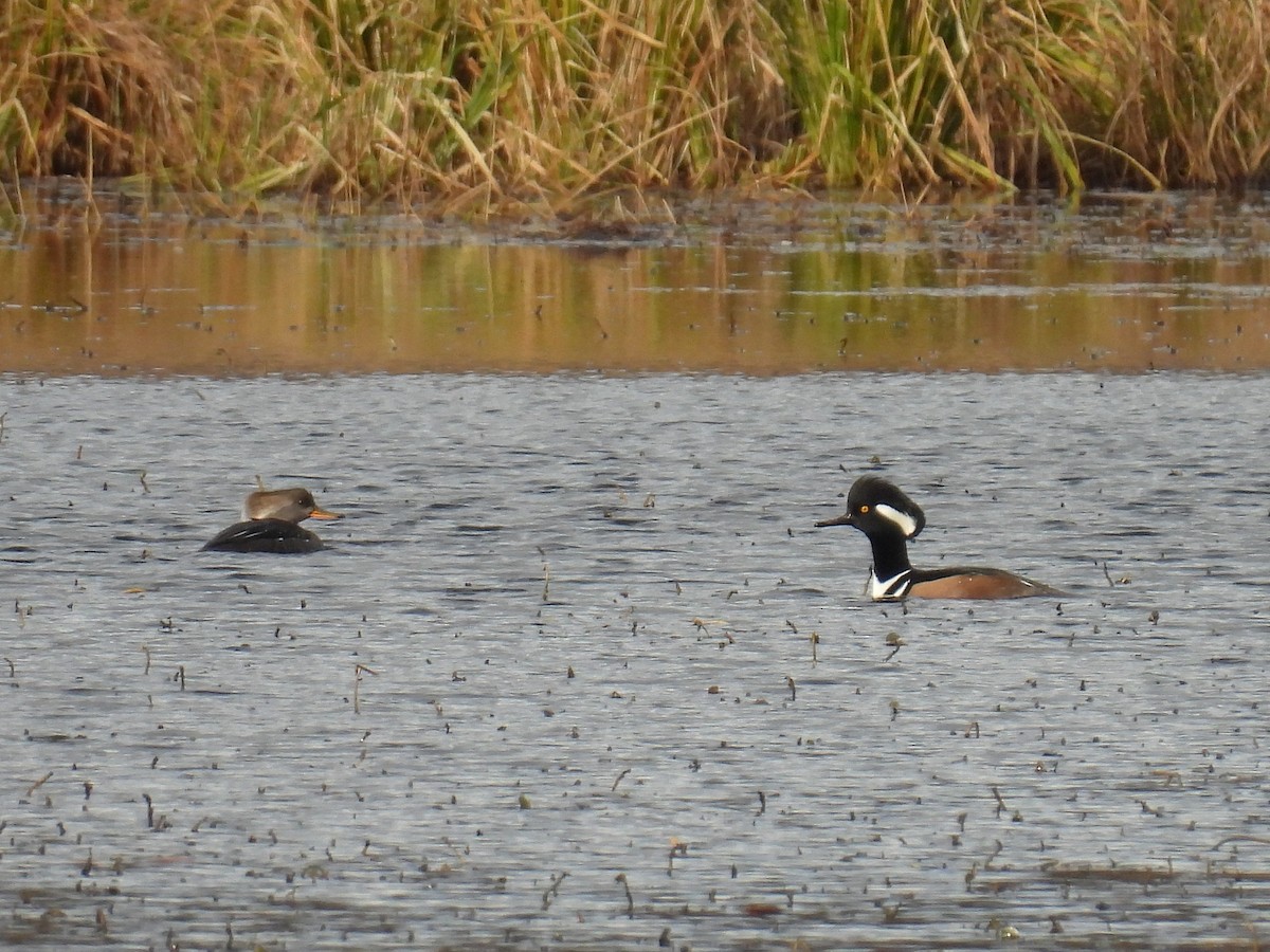 Hooded Merganser - ML646084709