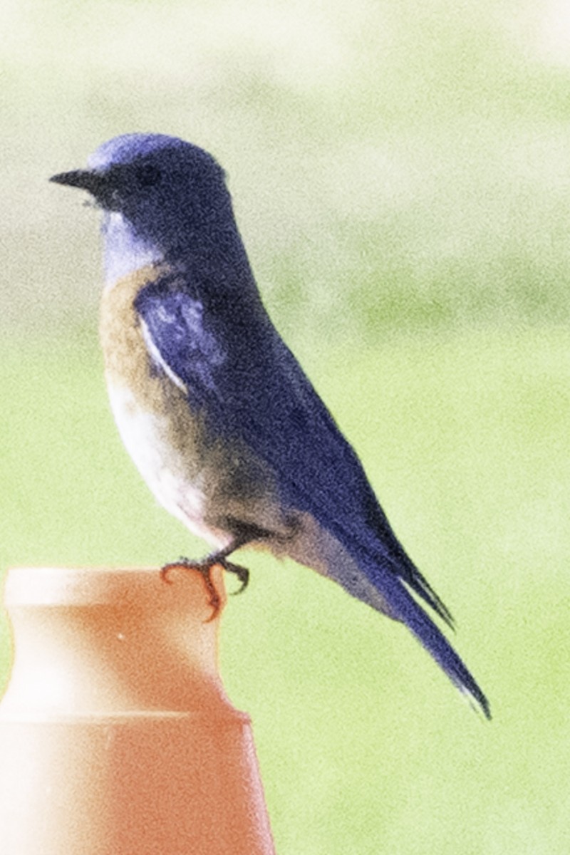 Western Bluebird - ML646084710