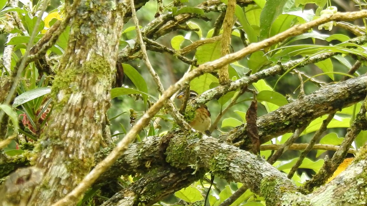 ムネアカイカル - ML646084714