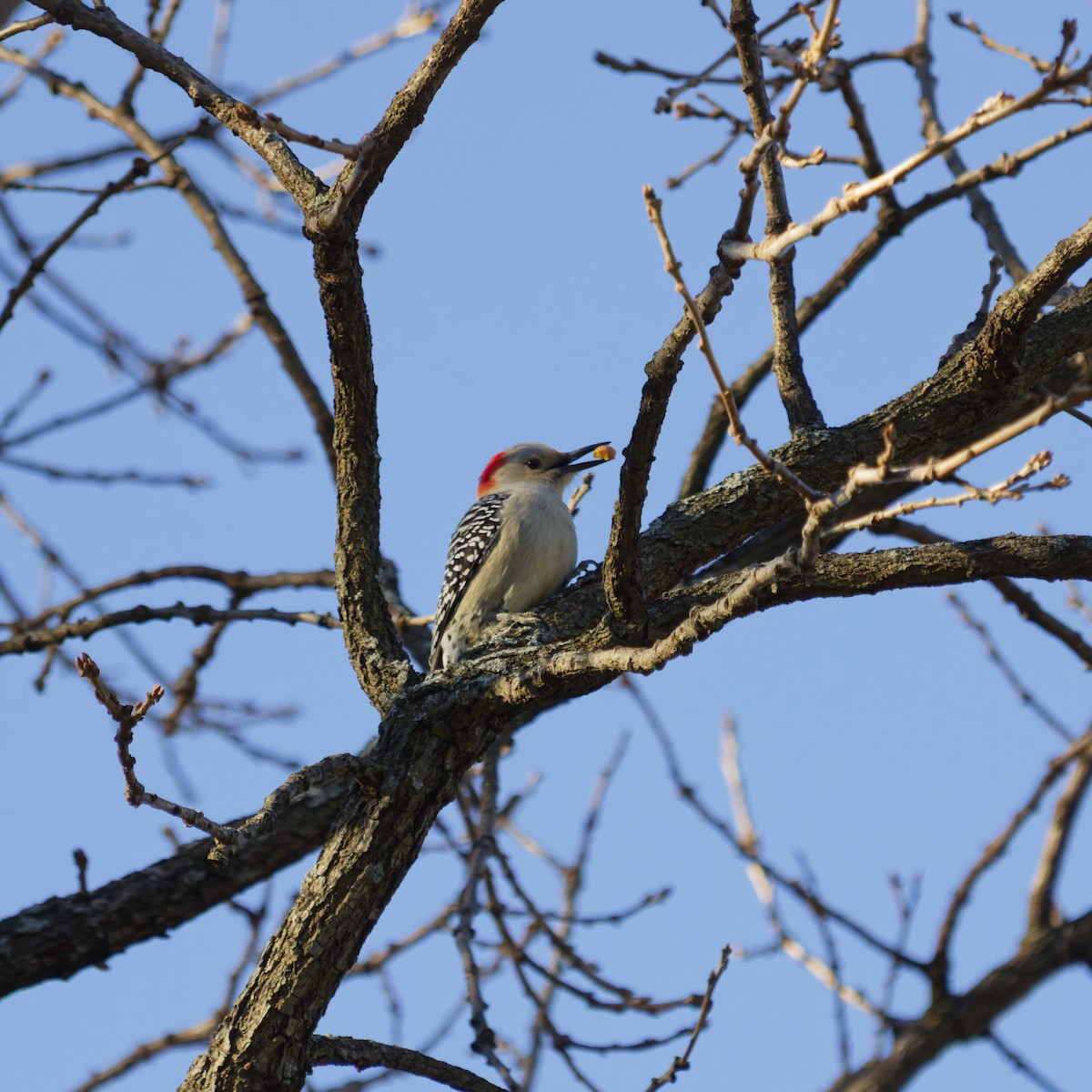Red-bellied Woodpecker - ML646084715