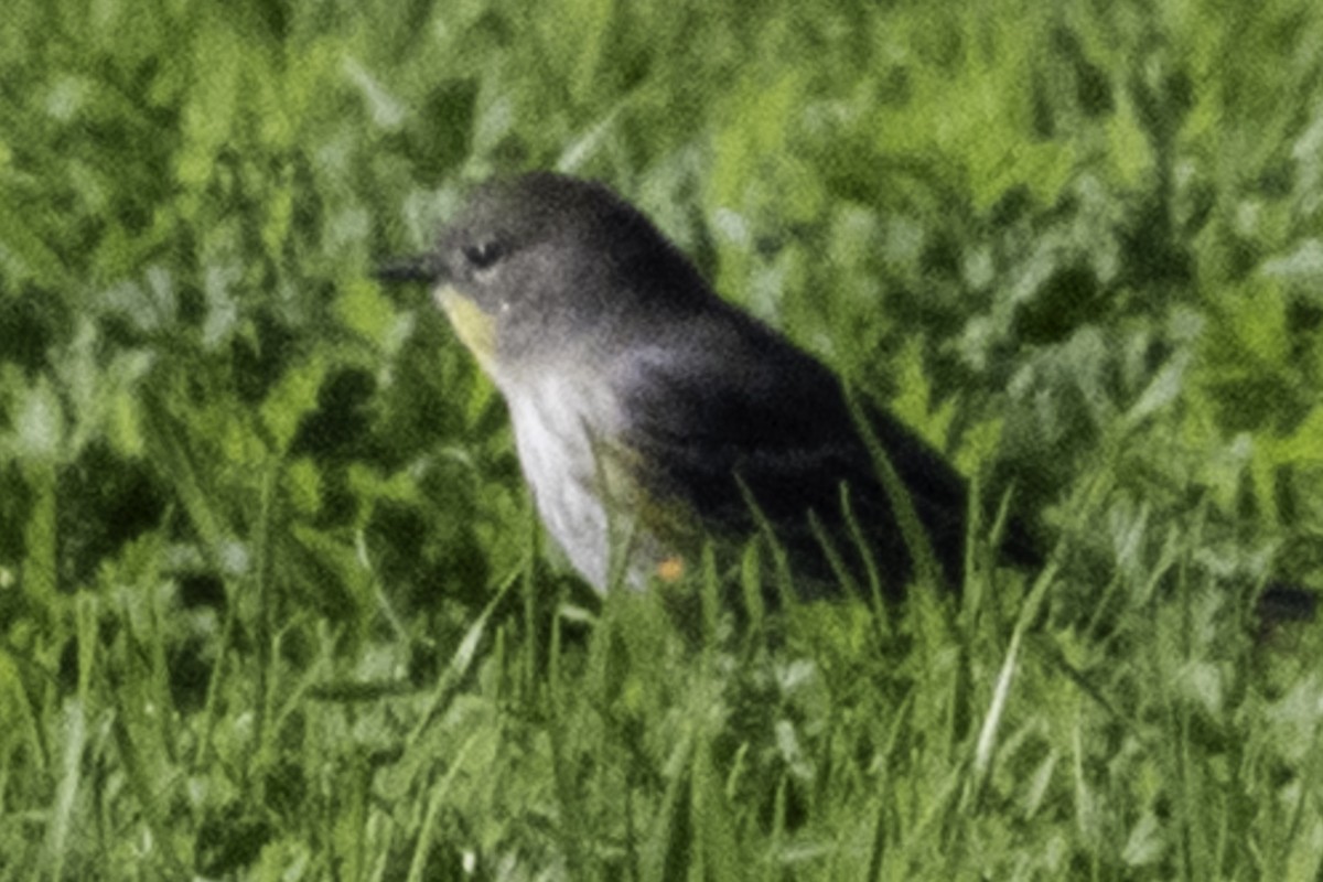 Yellow-rumped Warbler - ML646084717