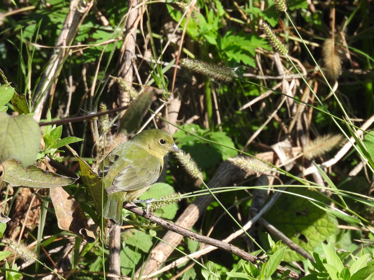 Painted Bunting - ML646084718