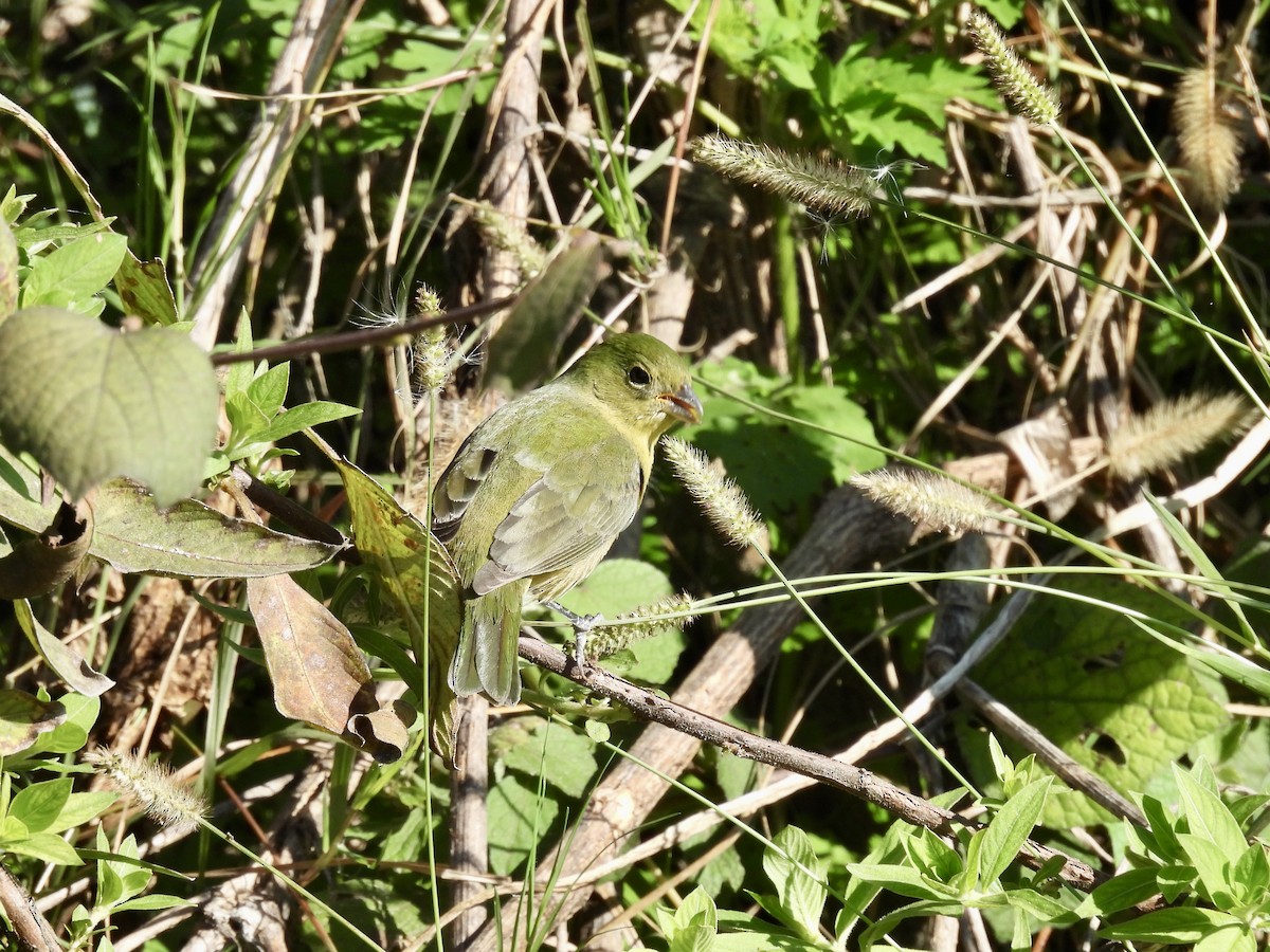 Painted Bunting - ML646084720