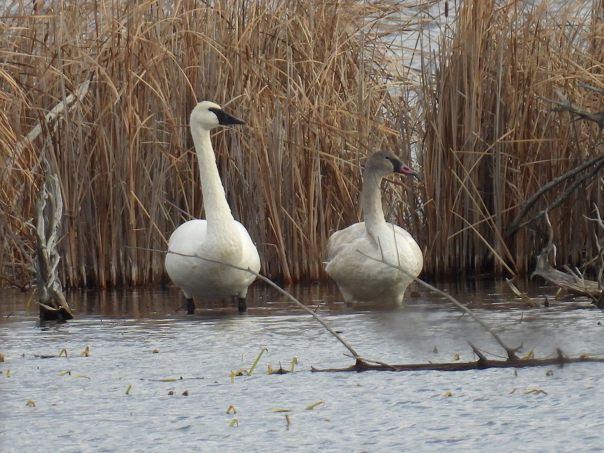 Trumpeter Swan - ML646084721