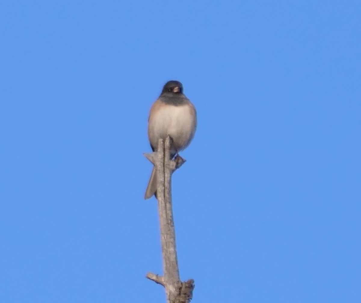 Dark-eyed Junco - ML646084723
