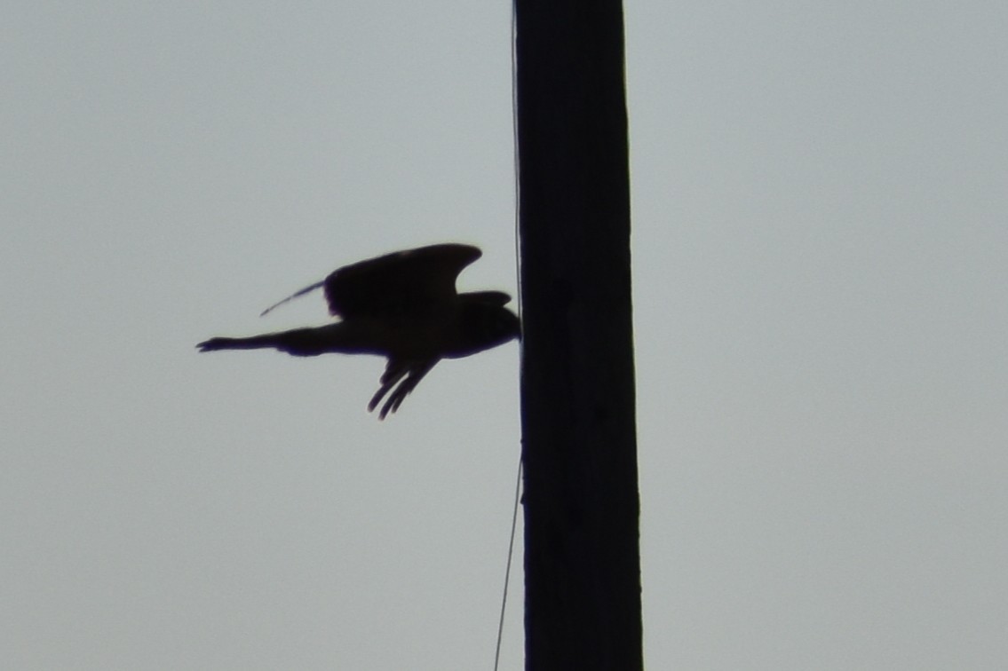 moták severoamerický - ML646084724