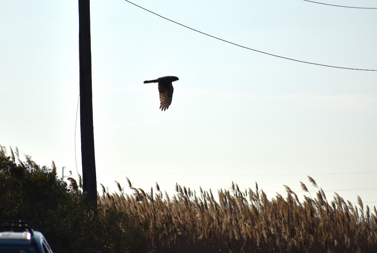 moták severoamerický - ML646084725