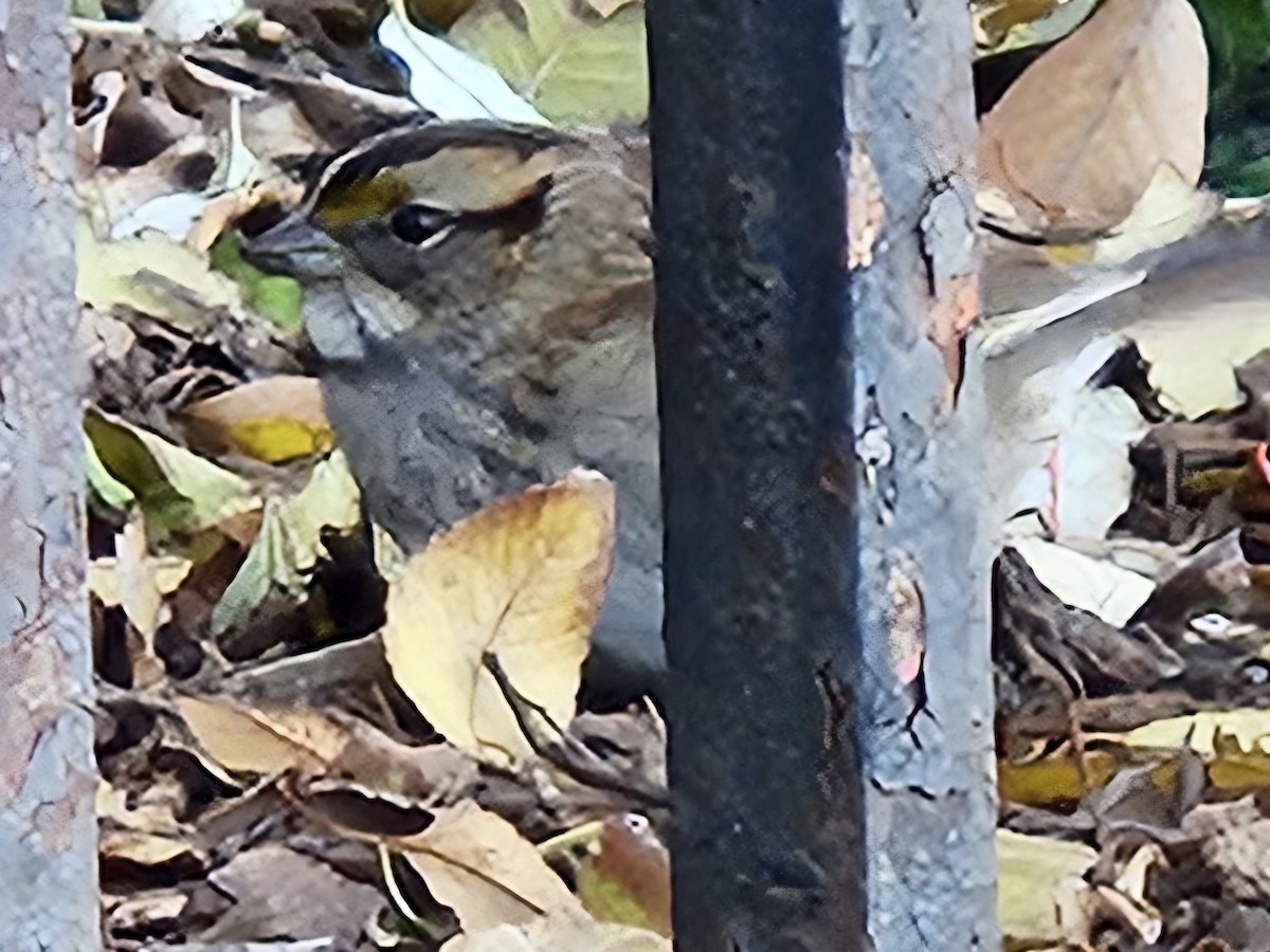 White-throated Sparrow - ML646084726