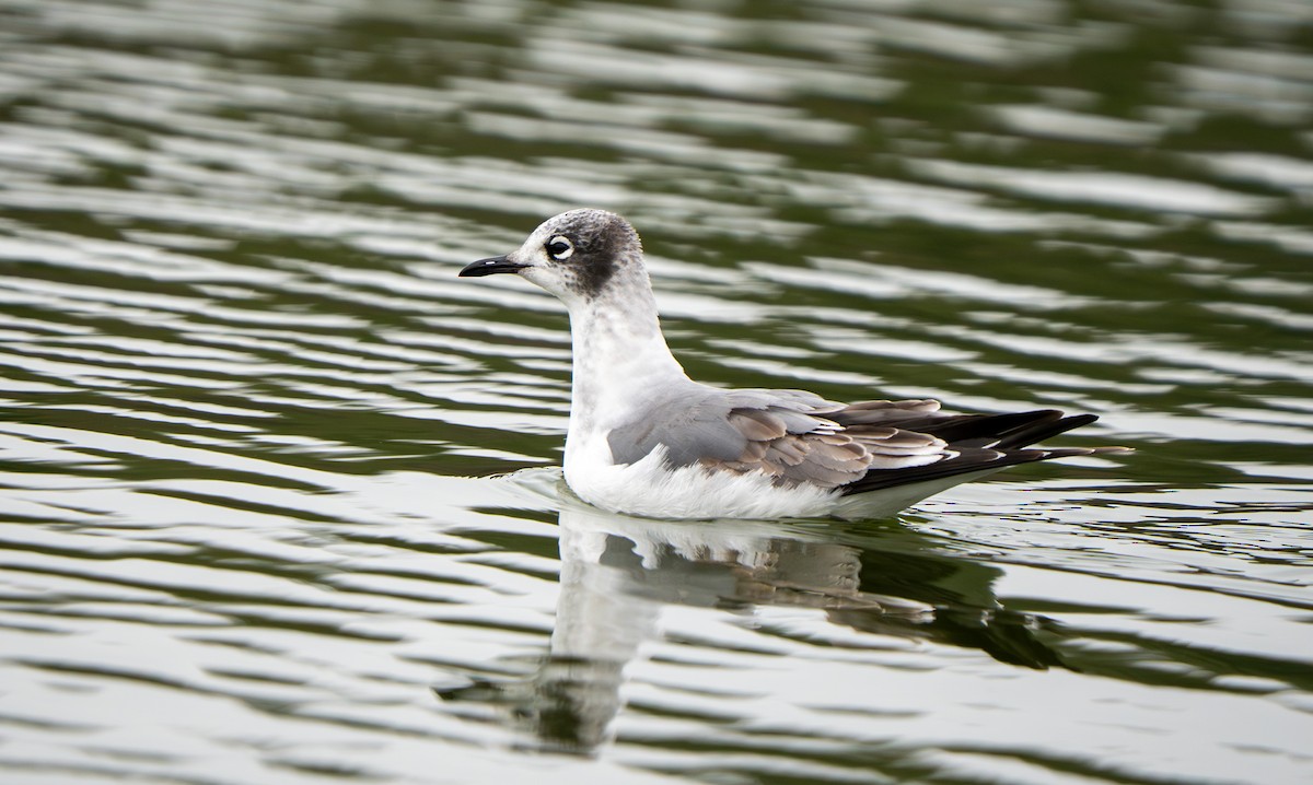 弗氏鷗 - ML646084728