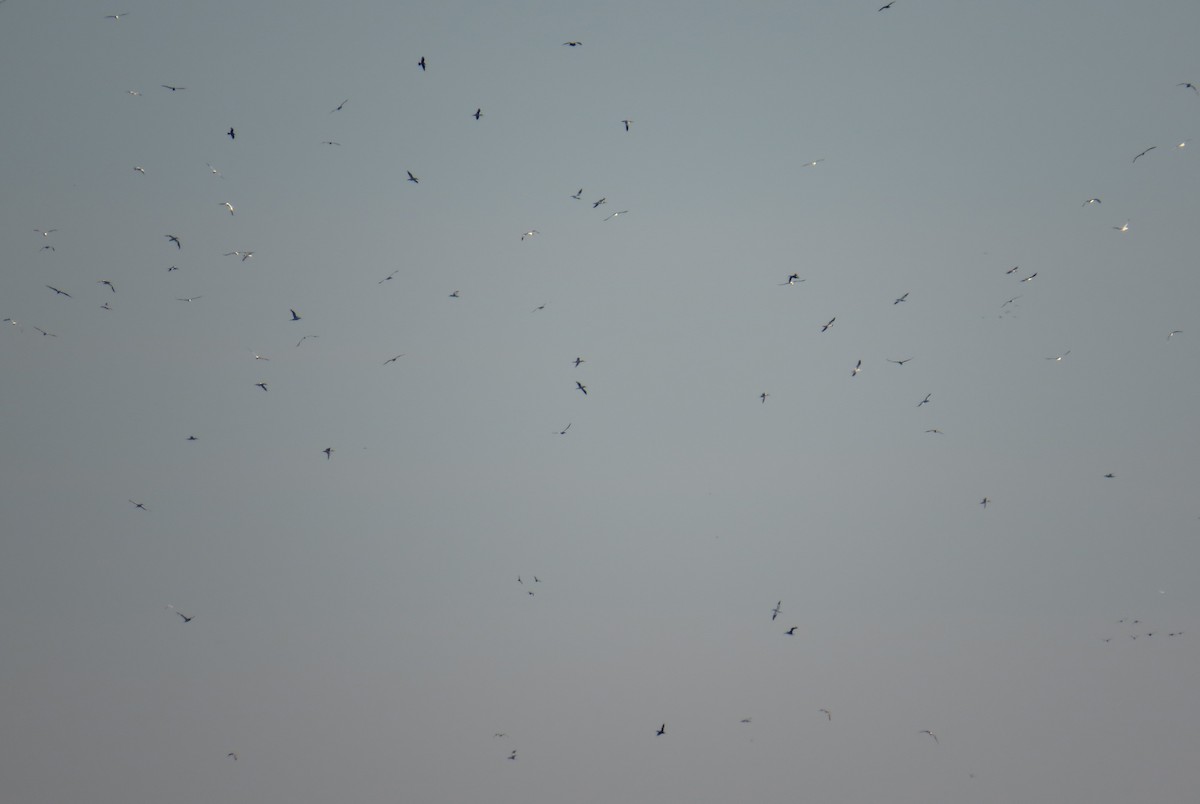 Northern Gannet - ML646084732