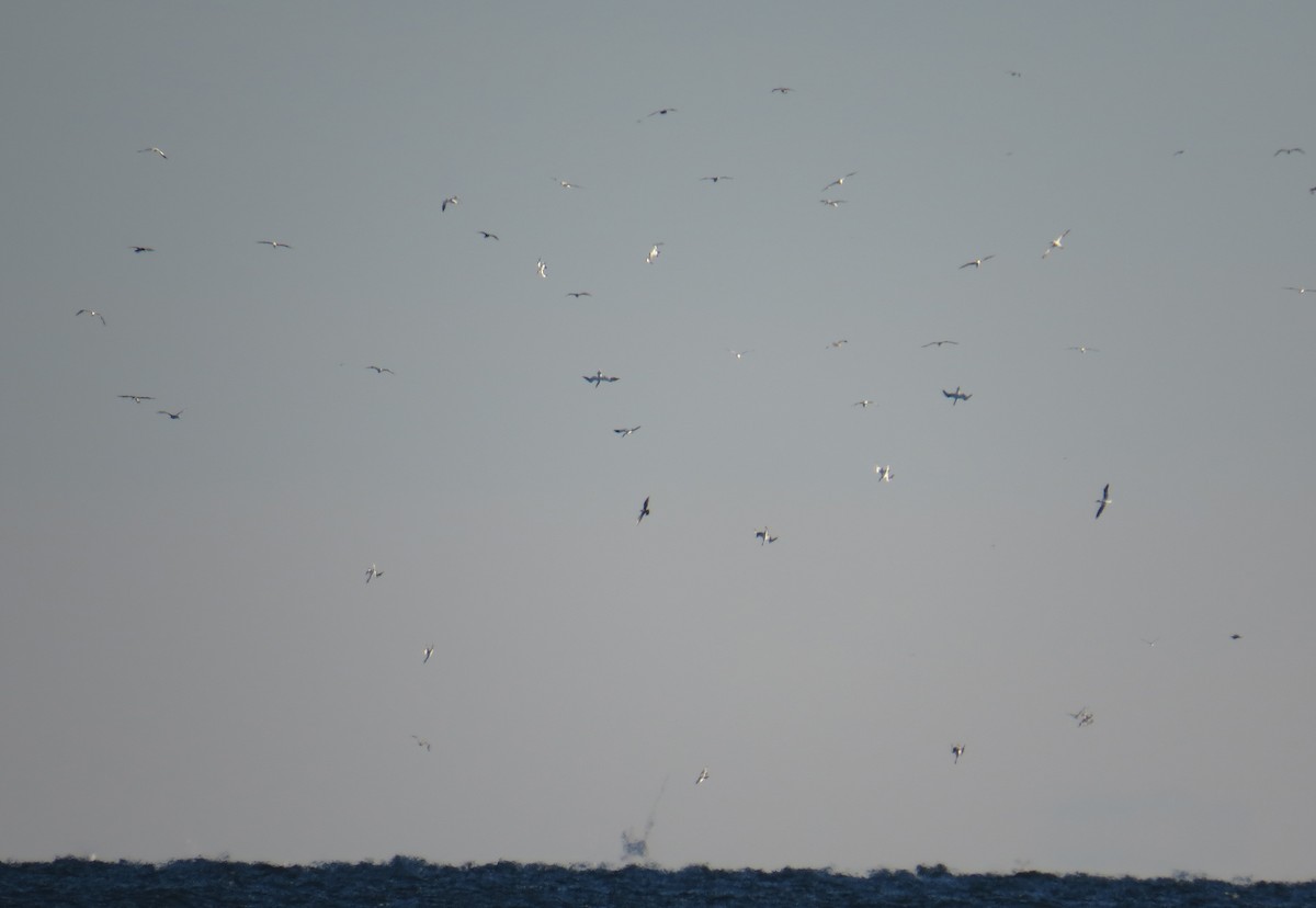 Northern Gannet - ML646084733