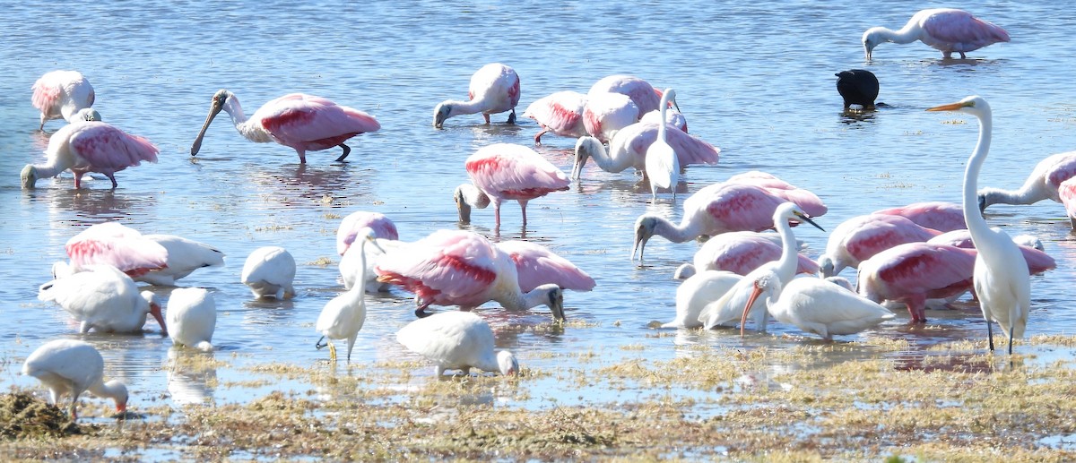 Косар рожевий - ML646084735