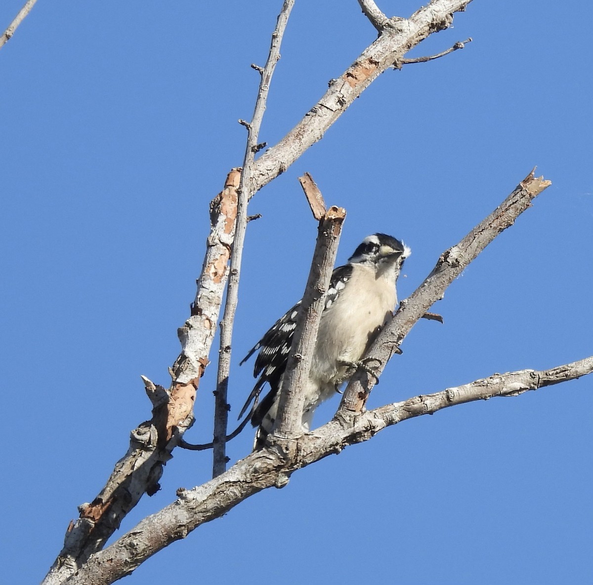 Downy Woodpecker - ML646084737