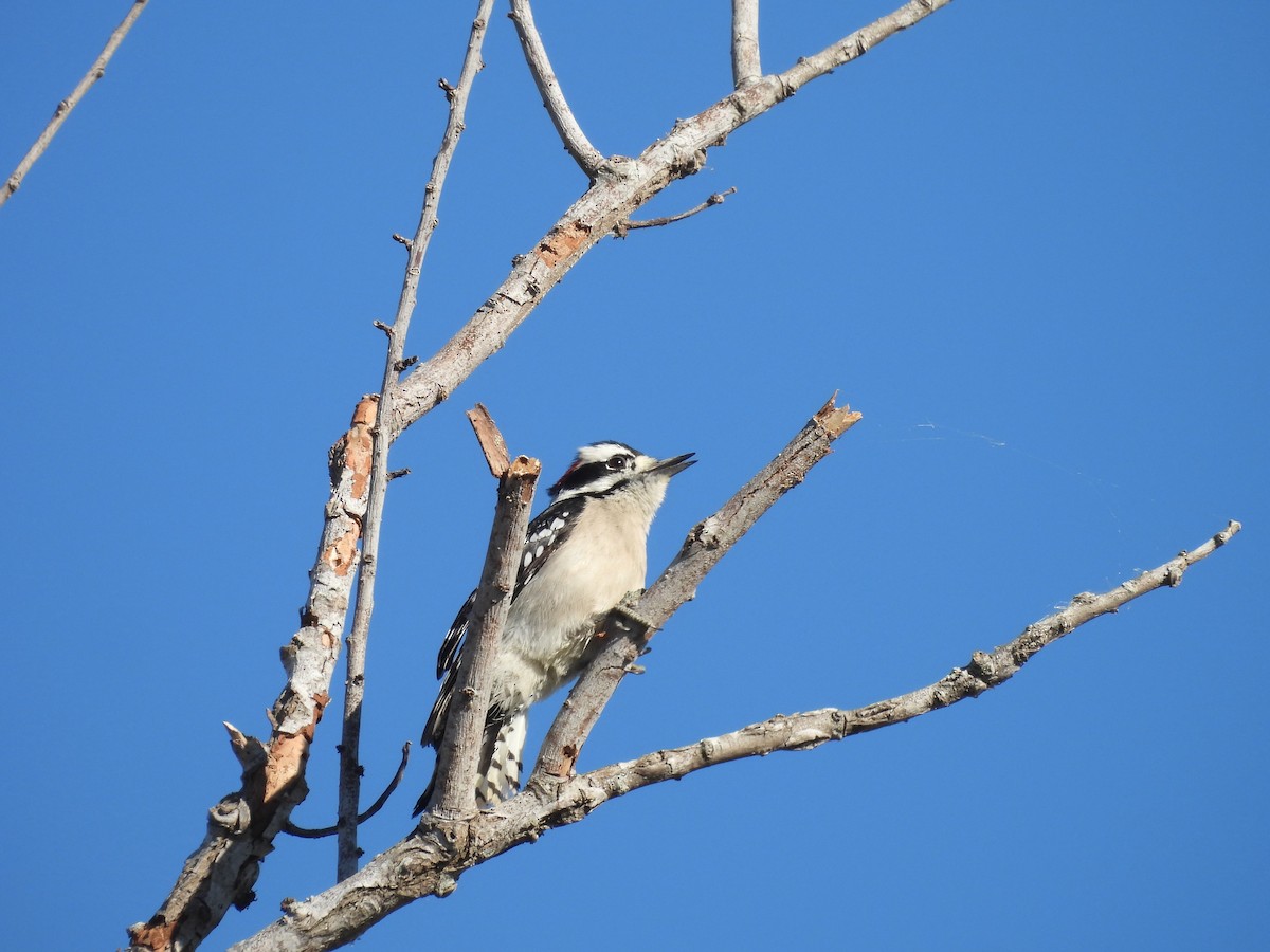Downy Woodpecker - ML646084738