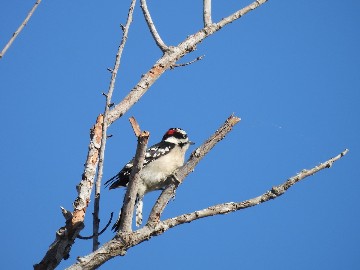 Downy Woodpecker - ML646084739