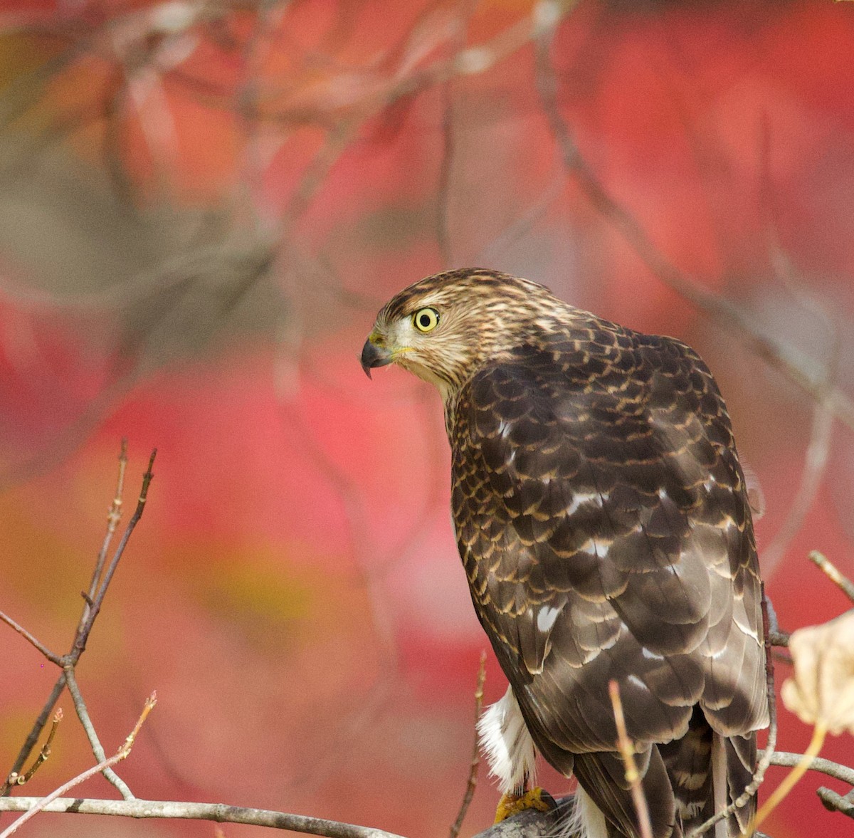 Cooper's Hawk - ML646084740