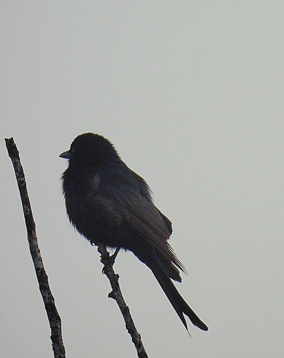 Fork-tailed Drongo - ML646084742