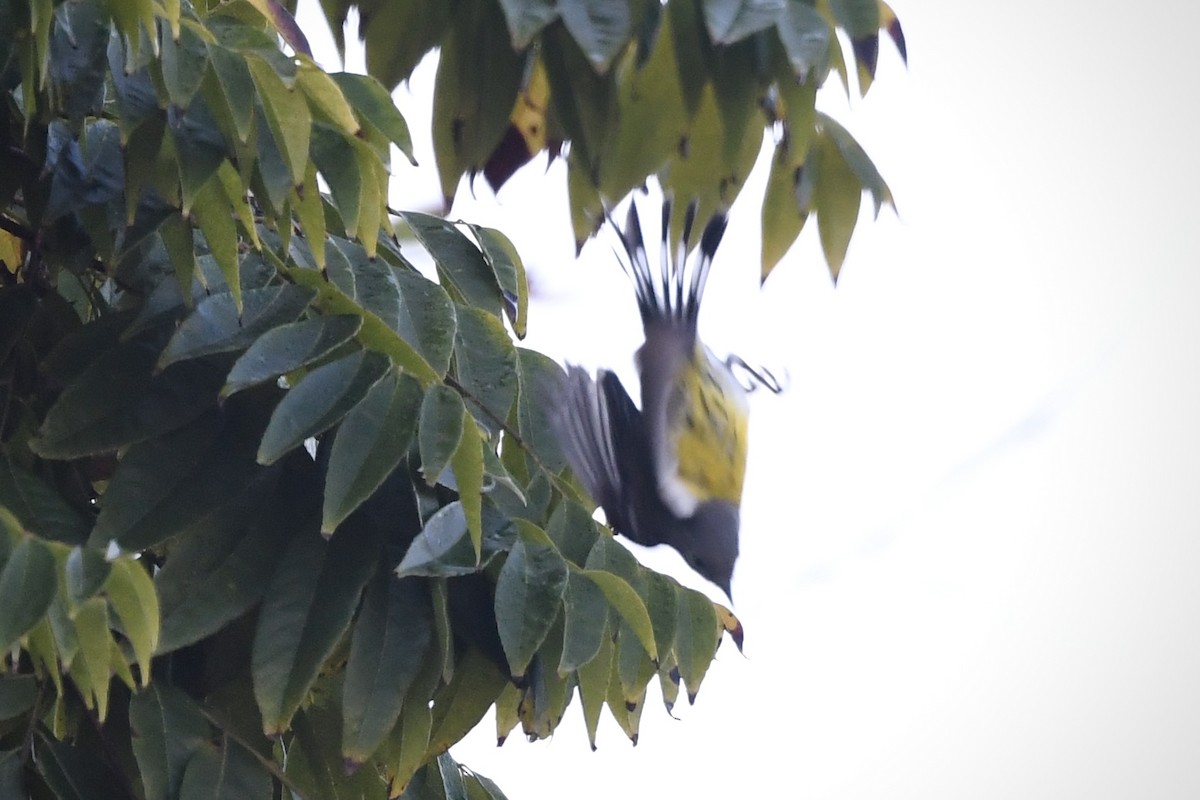 Magnolia Warbler - ML646084747
