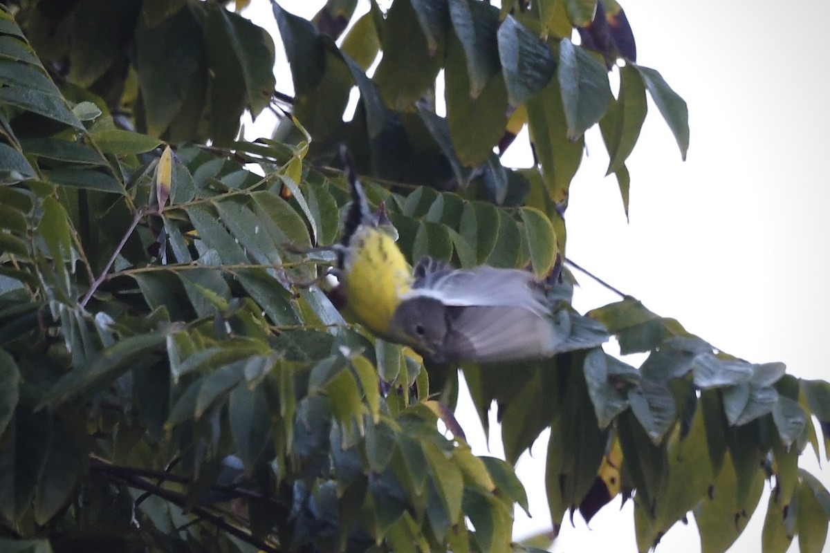 Magnolia Warbler - ML646084748