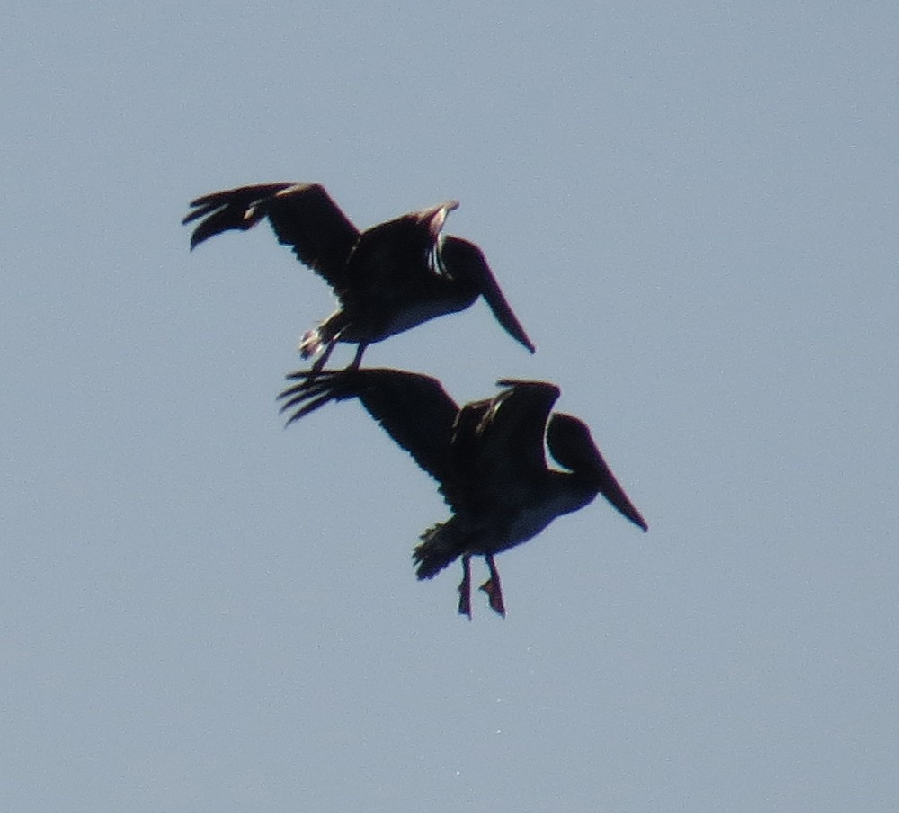 Brown Pelican - ML646084749