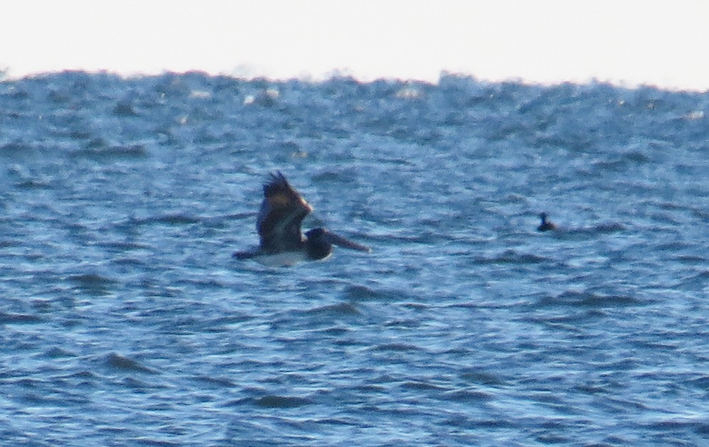 Brown Pelican - ML646084750