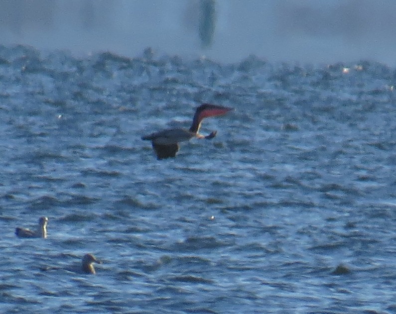 Brown Pelican - ML646084752