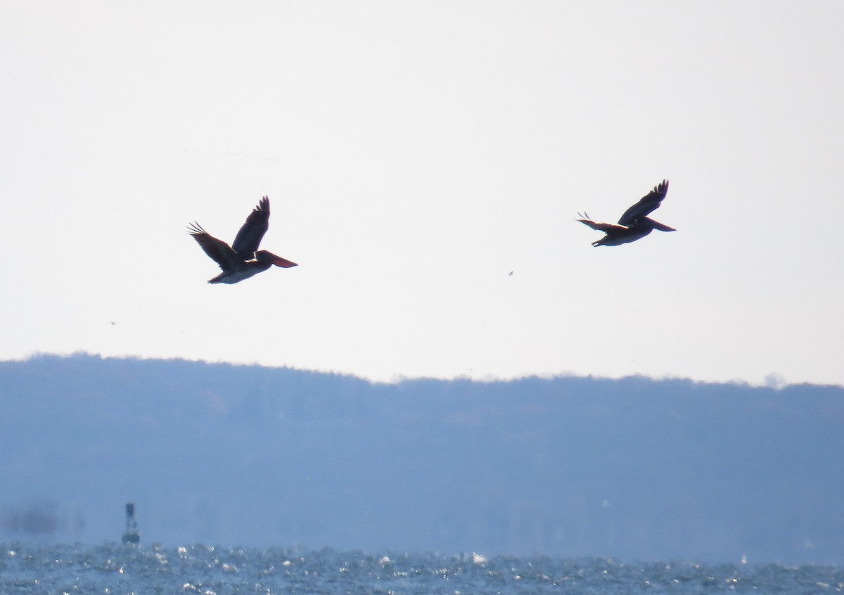 Brown Pelican - ML646084753