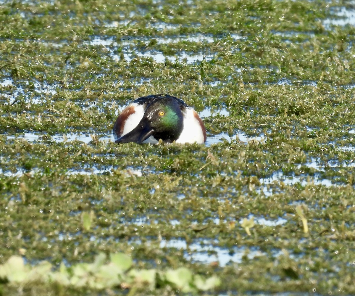 Northern Shoveler - ML646084756