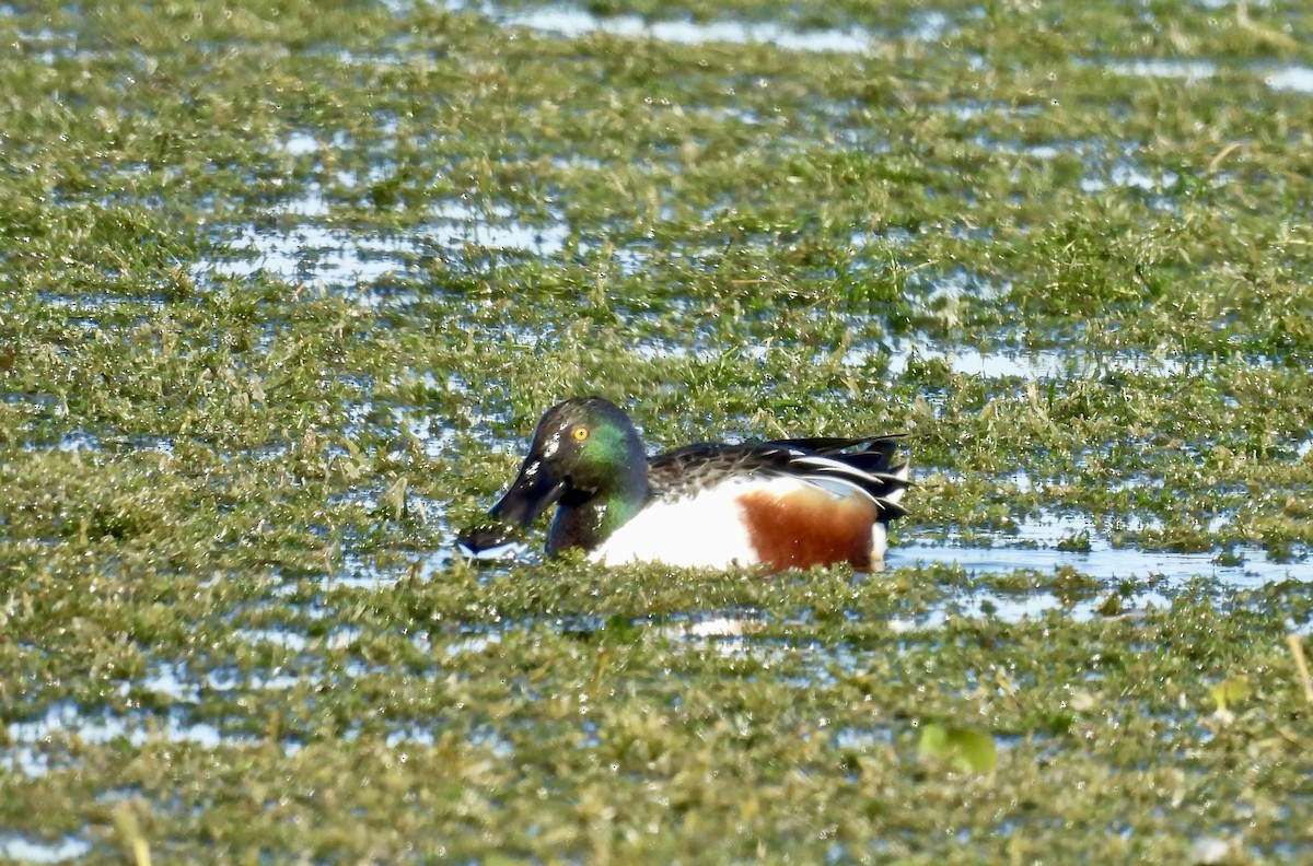 Northern Shoveler - ML646084757