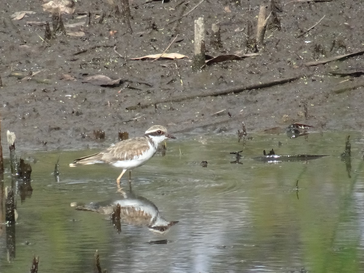 Black-fronted Dotterel - ML646084766