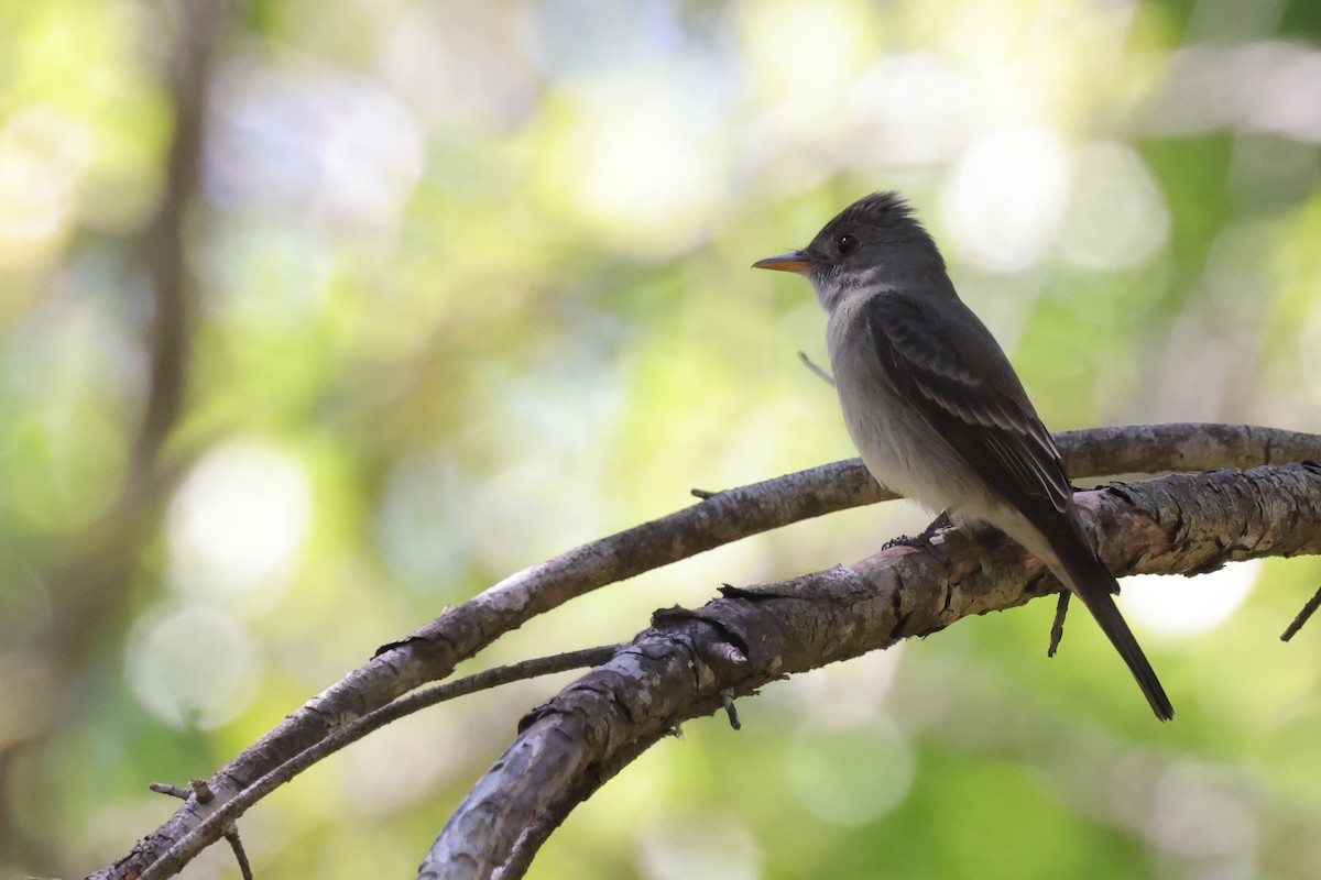 Pibí Oriental - ML646084770