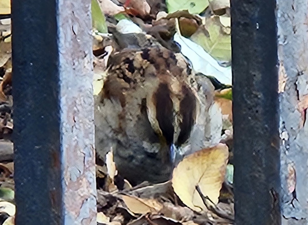 White-throated Sparrow - ML646084772
