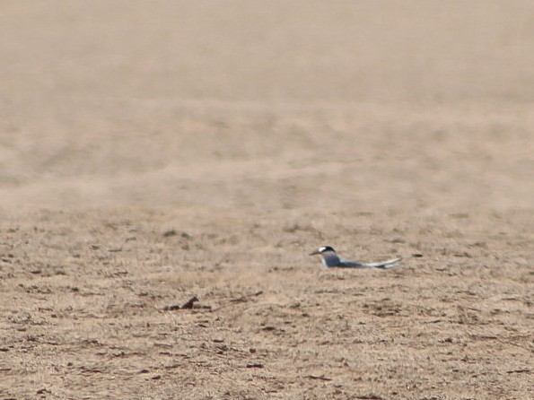 Peruvian Tern - ML646084773