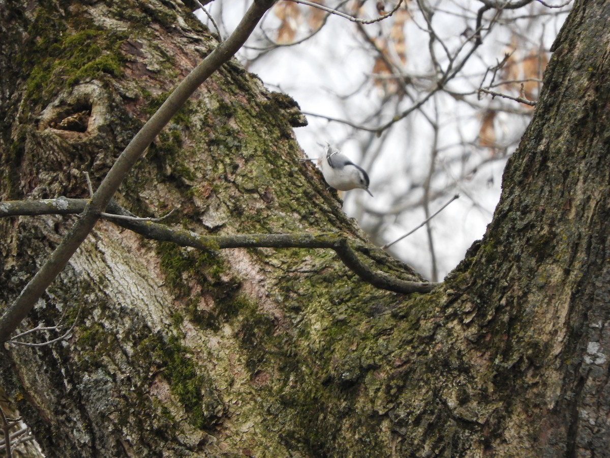 Sittelle à poitrine blanche - ML646084774