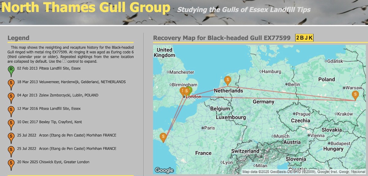 Хүрэн толгойт цахлай - ML646084775