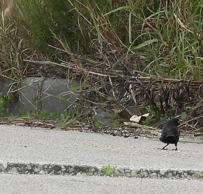 Green-tailed Towhee - ML646084777