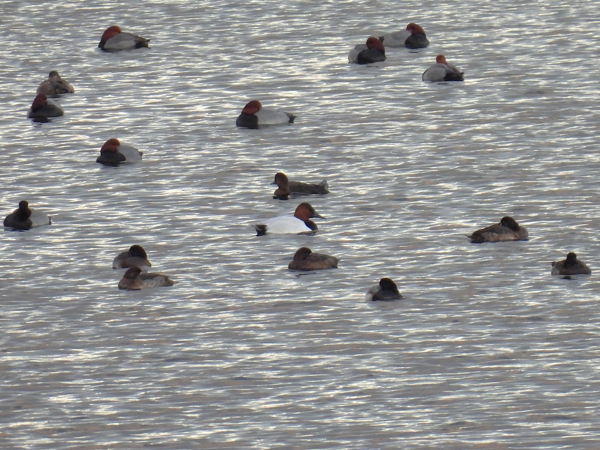 Büyük Elmabaş - ML646084778