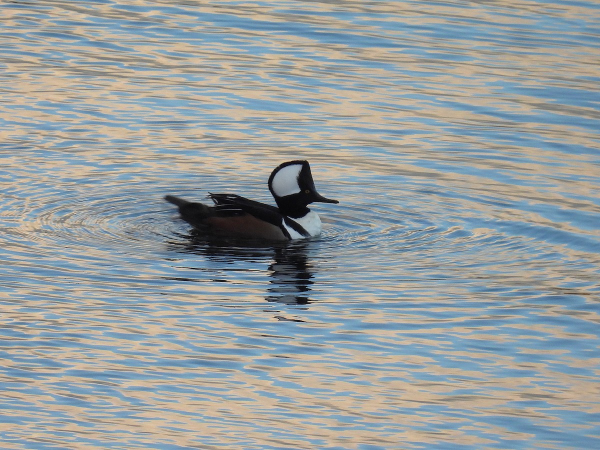 Hooded Merganser - ML646084787