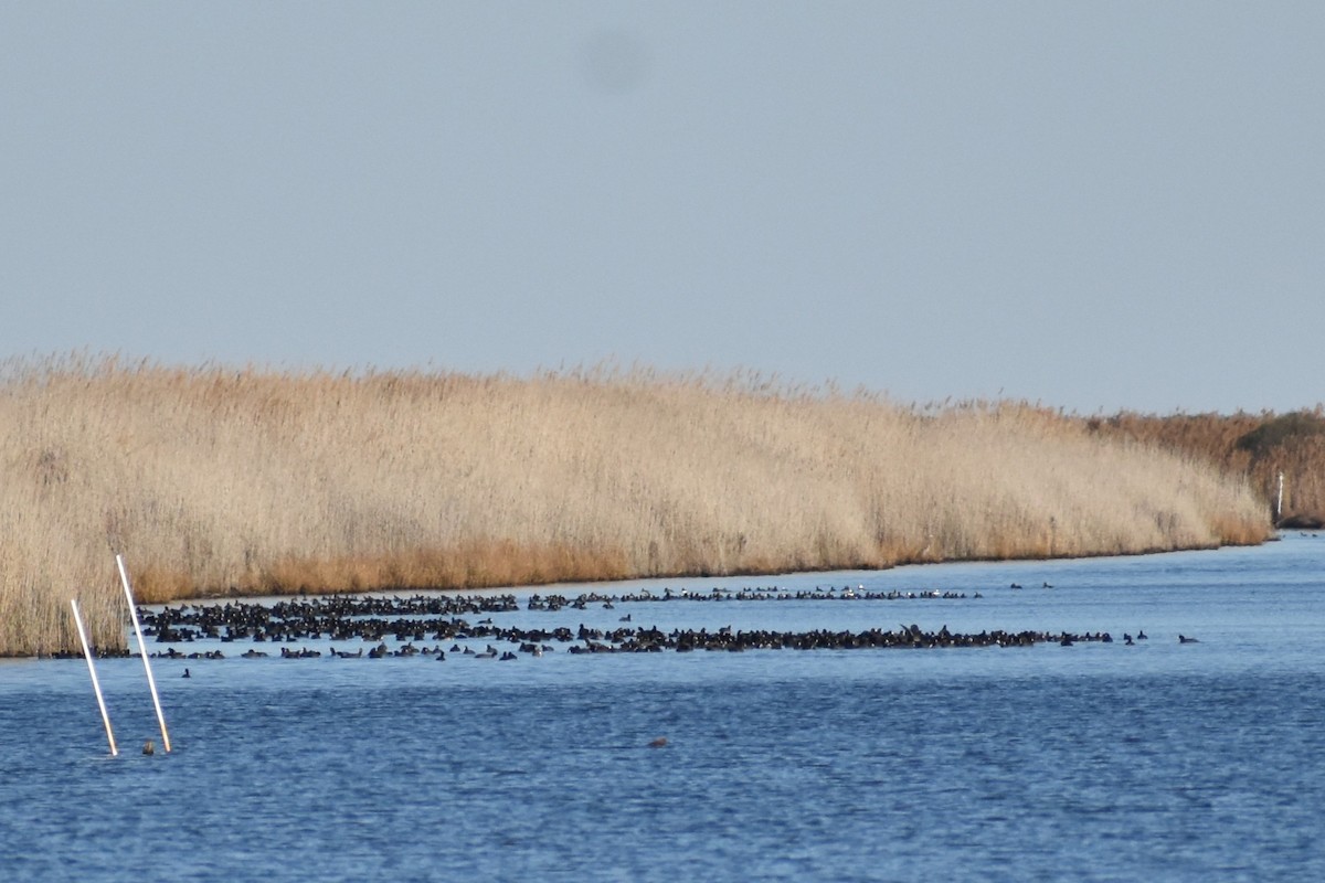 Foulque d'Amérique - ML646084795