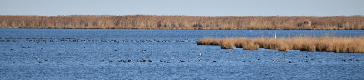 Foulque d'Amérique - ML646084796