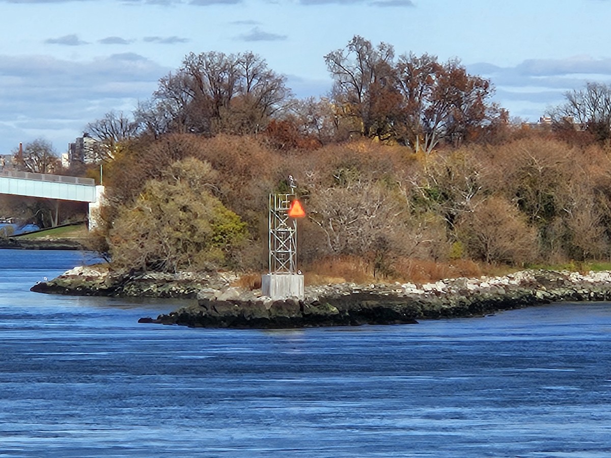 Great Black-backed Gull - ML646084799